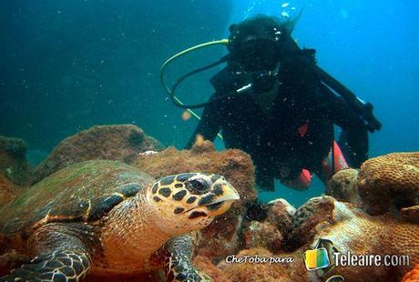 Ilha_Grande_Brasil_Buceo