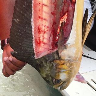 Dorado a la parrilla Dorado a la parrilla