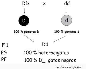 Primeraleydemendel Esquema de la Primera Ley de Mendel