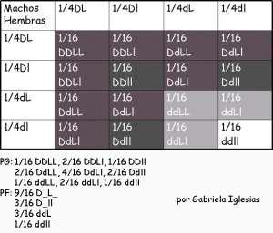 Punnet 3ra Ley Punnet 3ra Ley