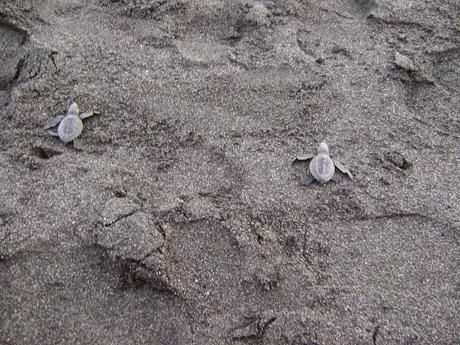 Liberar tortugas en Monterrico