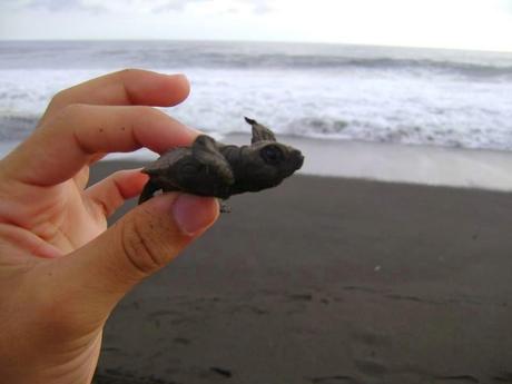 Liberar tortugas en Monterrico