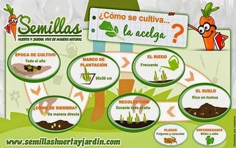 Cómo sembrar y cultivar Acelgas en el huerto: Infografía
