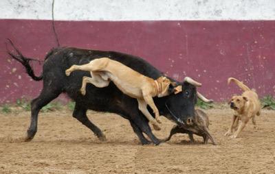 BULL-BAITING en Portugal… BULL-BAITING en Portugal…