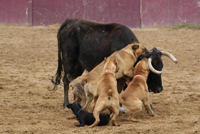 BULL-BAITING en Portugal… BULL-BAITING en Portugal…