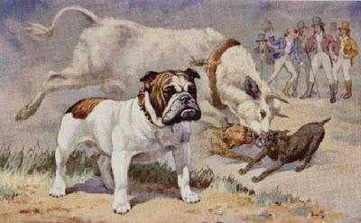 BULL-BAITING en Portugal… BULL-BAITING en Portugal…