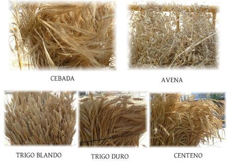 Enfermedad celíaca en cuatro puntos y la locura del gluten cereales con gluten
