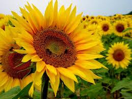 Necesitas saber esto al soñar con girasoles sueño con girasoles