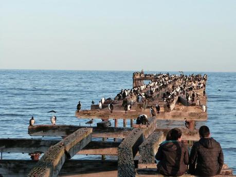 Atardecer entre cormoranes en Punta Arenas