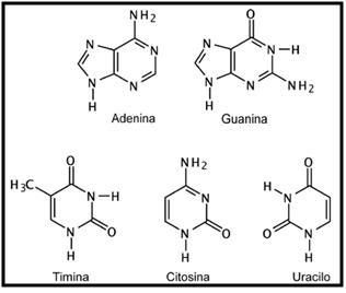 Ácidos nucléicos