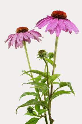 Plantas para el malestar de Chicungunya y Dengue (Venezuela)