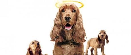 Pancho y los perros NO millonarios Pancho y los perros NO millonarios