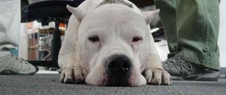 Pancho y los perros NO millonarios Pancho y los perros NO millonarios