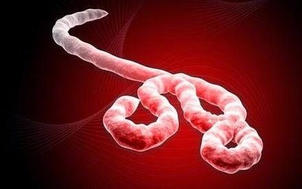 La España cainita y el ébola (por Arantxa)