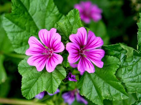 Lesiones en la piel, ojos secos, encías inflamadas, resfriado, problemas digestivos? Lesiones en la piel, ojos secos, encías inflamadas, resfriado, problemas digestivos?