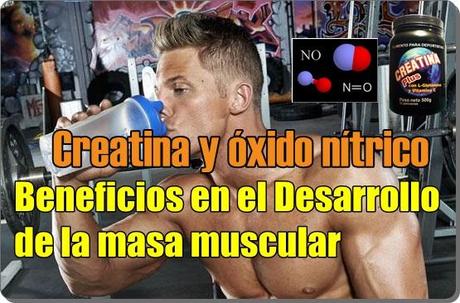 Creatina y óxido nítrico: Beneficios en el Desarrollo de la masa muscular