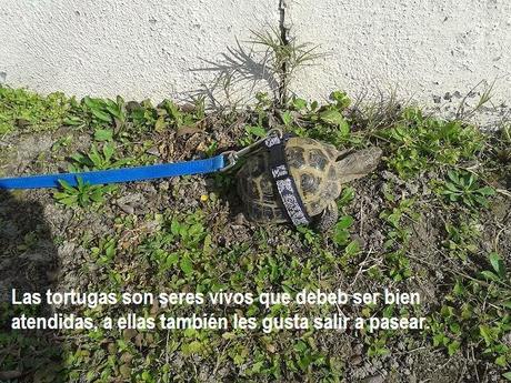 ¿Por qué es bueno tener una tortuga como mascota? ¿Por qué es bueno tener una tortuga como mascota?