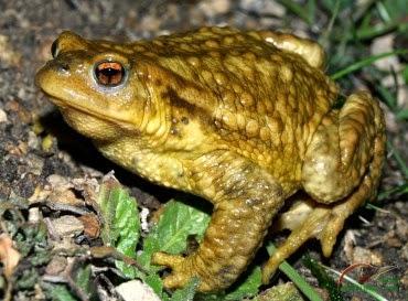 Un CUENTO SUCULENTO que te ayudará a que los niños coman MELÓN y otras frutas a montón Un CUENTO SUCULENTO que te ayudará a que los niños coman MELÓN y otras frutas a montón