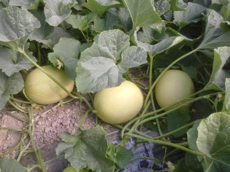 Un CUENTO SUCULENTO que te ayudará a que los niños coman MELÓN y otras frutas a montón Un CUENTO SUCULENTO que te ayudará a que los niños coman MELÓN y otras frutas a montón