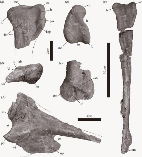 Tachiraptor admirabilis: huesos de la cadera y la tibia