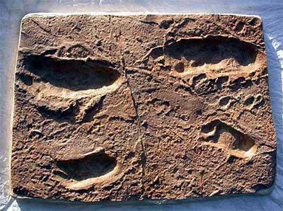 pisadas laetoli pisadas laetoli