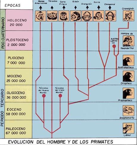evolucion hombre de los primates evolucion hombre de los primates