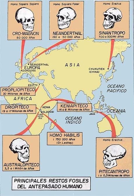 principales fosiles humanos principales fosiles humanos