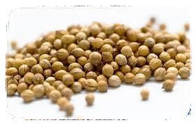 Coriandro o cilantro Coriandro o cilantro