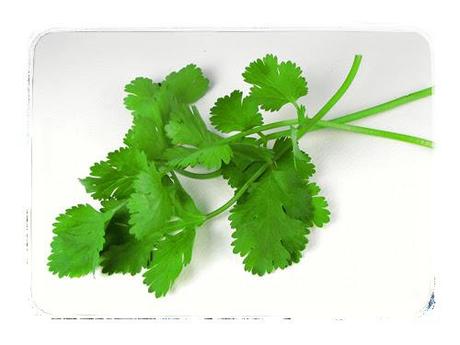 Coriandro o cilantro Coriandro o cilantro