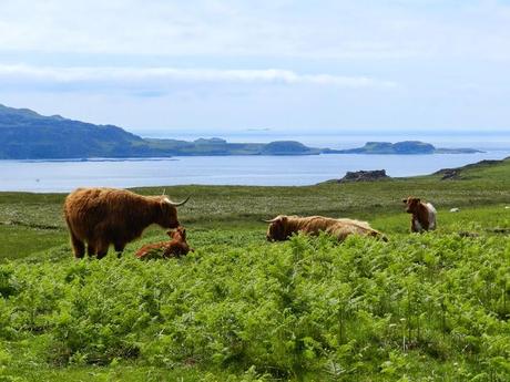 Un día recorriendo la Isla de Mull (Escocia)