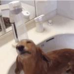 Dachshund disfrutando de un baño