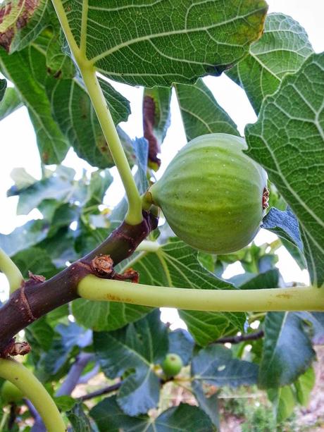 Mermelada de Higos Mermelada de Higos