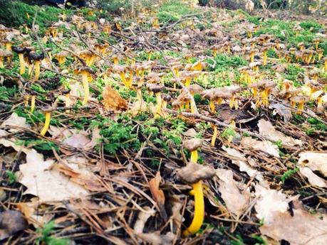 Butifarra con rebozuelos Butifarra con rebozuelos
