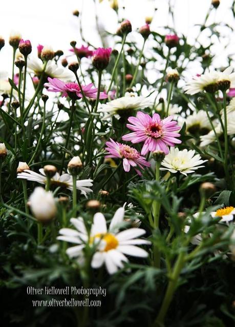 La mirada diferente de un fotógrafo con Síndrome de Down La mirada diferente de un fotógrafo con Síndrome de Down