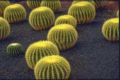 Cactus populares