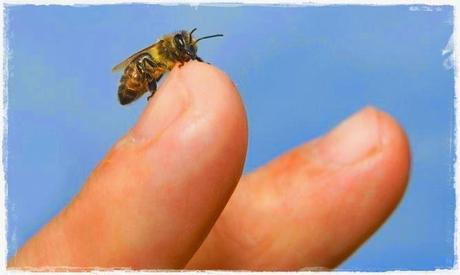 ¿Cómo prevenir las picaduras de abejas y avispas?