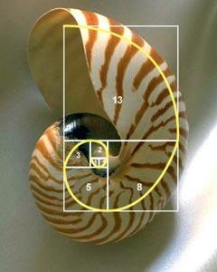 ¿Sabías qué? – “Fibonacci” #MiércolesdeCiencia nautilus11