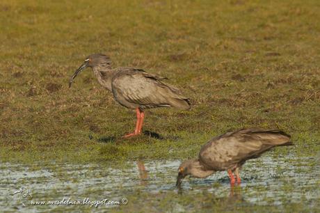 Bandurria mora (Plumbeous Ibis) Theristicus caerulescens