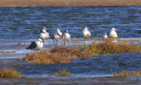 LA BATALLA DEL EBRO... EN EL DELTA