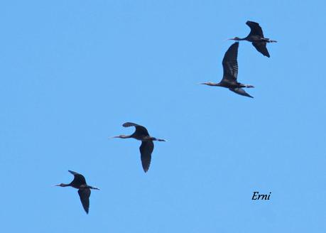 LA BATALLA DEL EBRO... EN EL DELTA