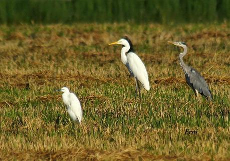 LA BATALLA DEL EBRO... EN EL DELTA