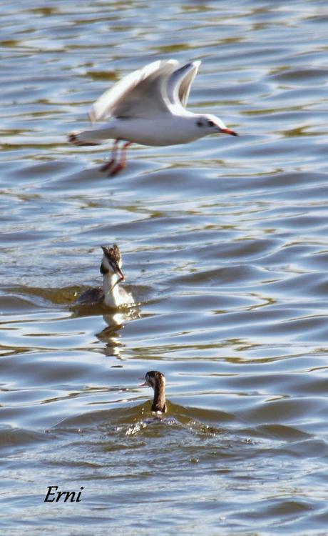 LA BATALLA DEL EBRO... EN EL DELTA