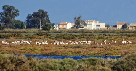 LA BATALLA DEL EBRO... EN EL DELTA