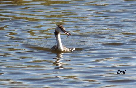 LA BATALLA DEL EBRO... EN EL DELTA