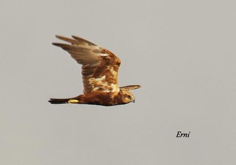 LA BATALLA DEL EBRO... EN EL DELTA