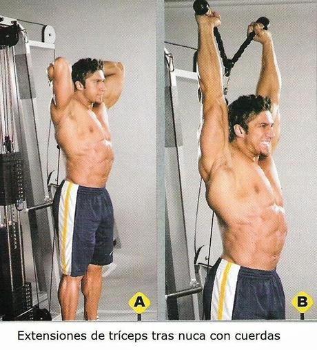 Consigue volumen en tus brazos: El Triceps