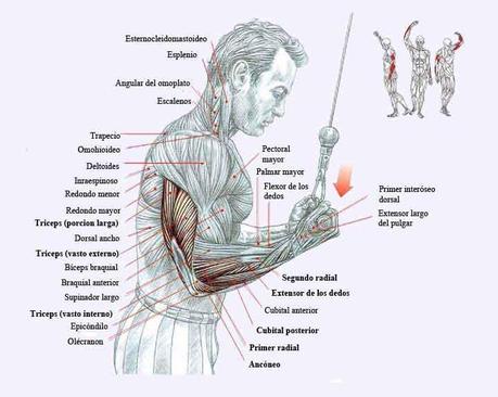 Consigue volumen en tus brazos: El Triceps