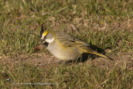 Cardenal amarillo (Yellow Cardinal) Gubernatrix cristata