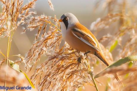 BIGOTUDOS EN LAS CAÑAS-NAVARRA-Panurus biarmicus Las cañas Navarra Spain