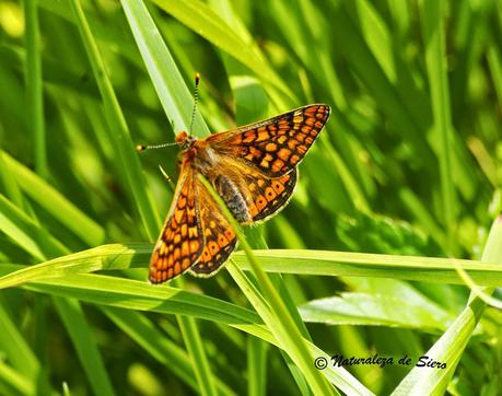 Sólo Mariposas...